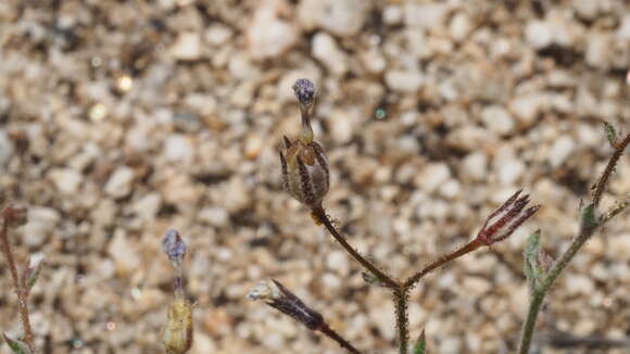 Image of El Paso gilia