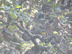 Image of Hooded Yellowthroat