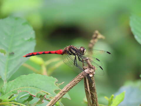 Image of Sympetrum nantouensis Tang, Yeh & Chen 2013