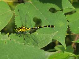 Image of Burmagomphus sowerbyi (Needham 1930)