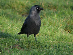 Sivun <i>Corvus monedula spermologus</i> kuva