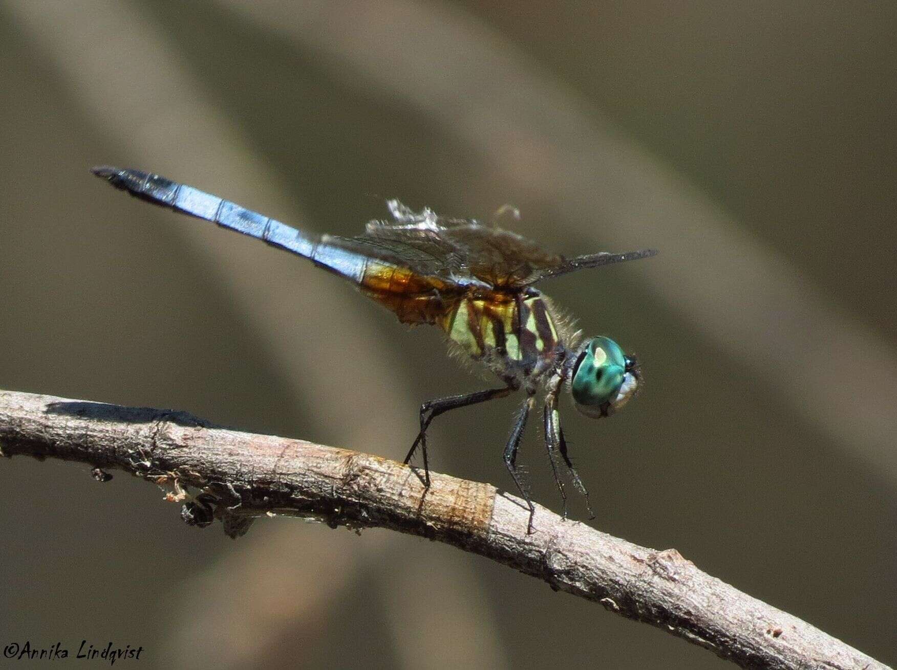 Image of Blue Dasher