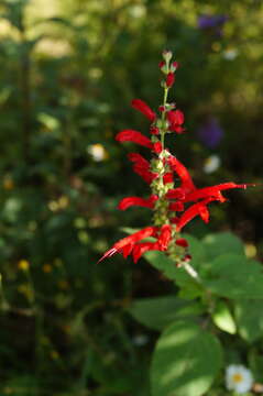 Imagem de Salvia cinnabarina M. Martens & Galeotti