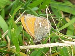 Coenonympha amaryllis Cramer 1782 resmi