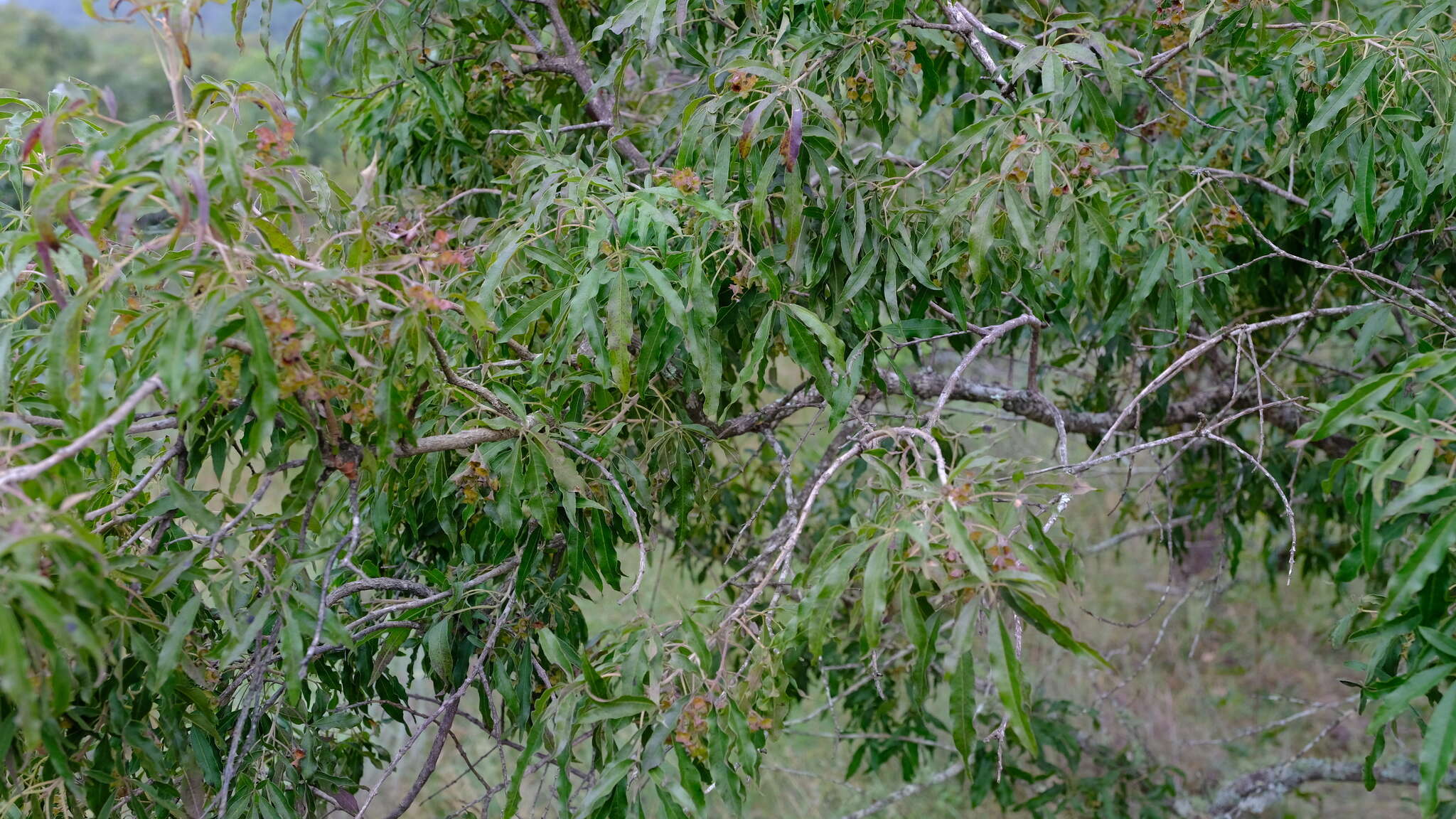 Imagem de Vitex rehmannii Gürke