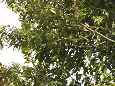 Image of Scarlet-breasted Flowerpecker