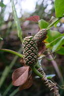 Image de Montrichardia arborescens (L.) Schott