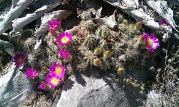 Image of Echinocereus parkeri subsp. parkeri