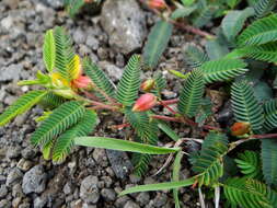 Image of Chamaecrista garambiensis (Hosok.) H. Ohashi, Tateishi & T. Nemoto