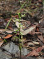 Image of Arthrochilus prolixus D. L. Jones