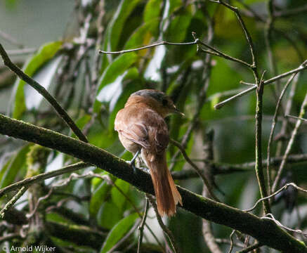 Image of Chestnut-crowned Becard