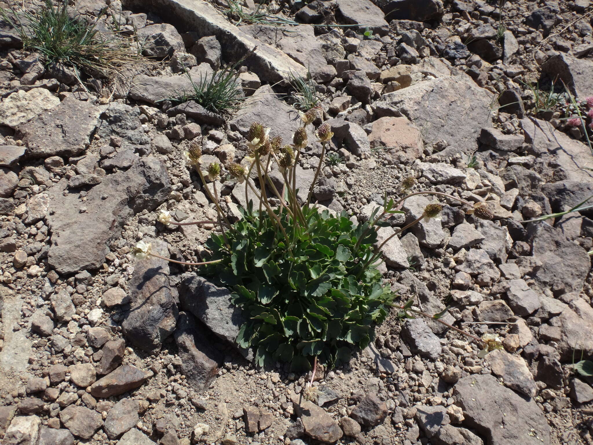 Image de Ranunculus eschscholtzii var. oxynotus (Gray) Jeps.