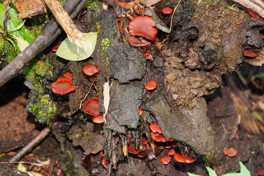 Image of Tubaria rufofulva (Cleland) D. A. Reid & E. Horak 1983