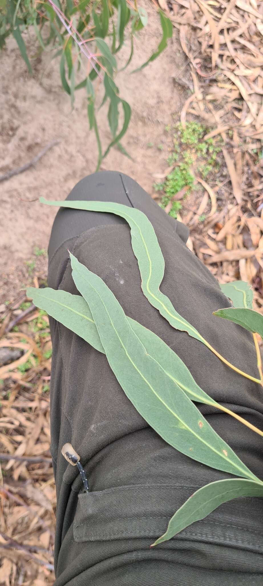 Image of Eucalyptus nortonii (Blakely) L. A. S. Johnson