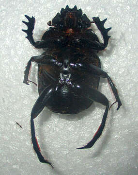 صورة Escarabaeus