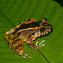 Image of Hole-in-the-head Frog