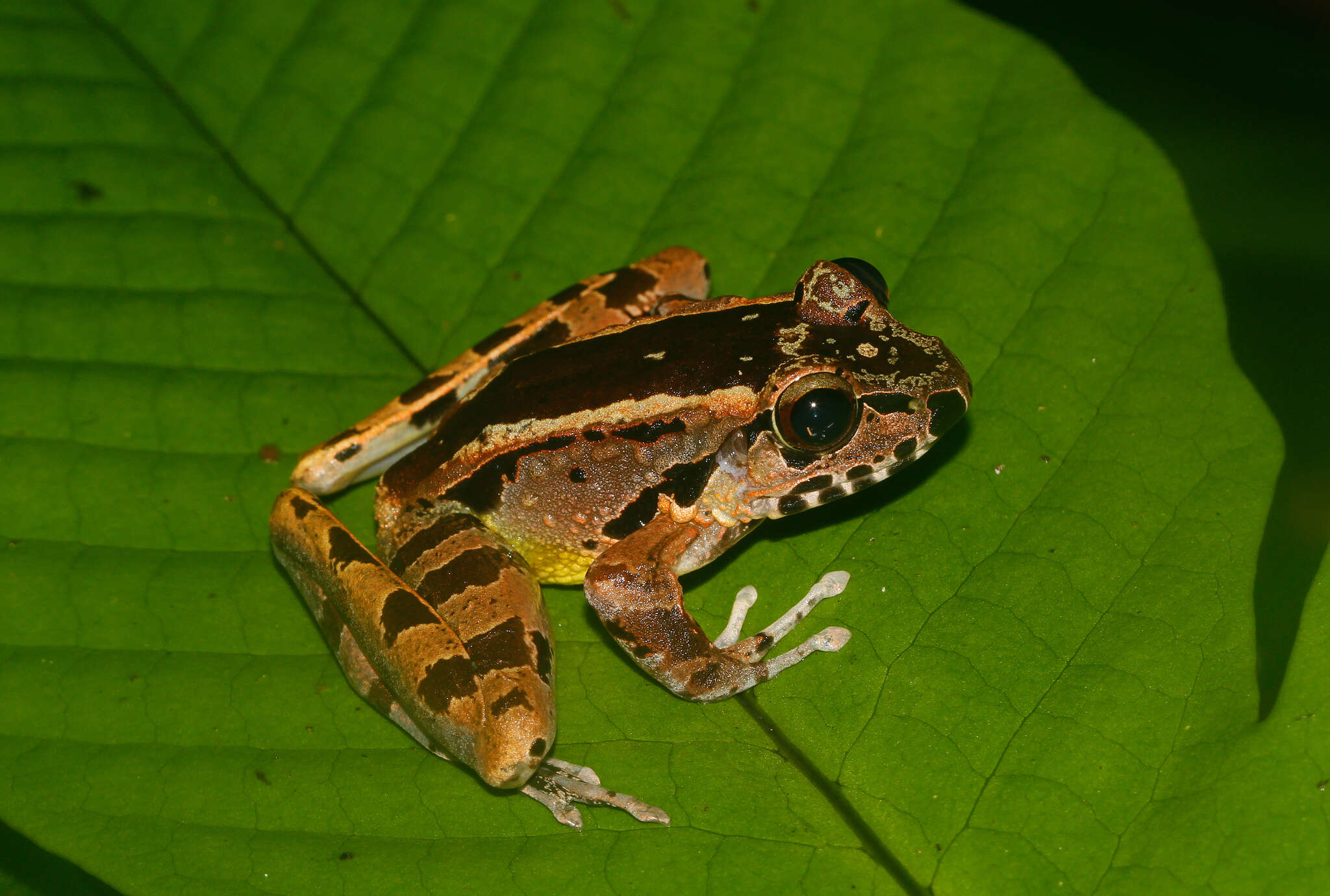 Image of Hole-in-the-head Frog