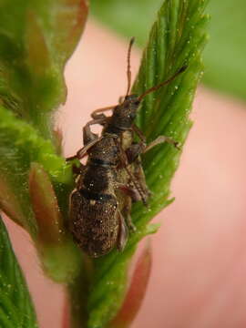 Plancia ëd Phyllobius (Pterygorrhynchus) contemptus Schoenherr 1832