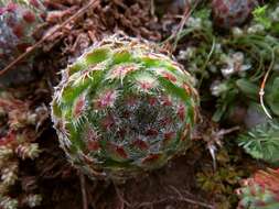 Image of Sempervivum ciliosum Craib