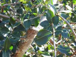 Myrceugenia glaucescens (Cambess.) D. Legrand & Kausel resmi