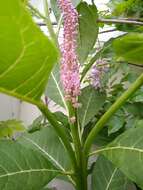 Image of Phytolacca polyandra Batalin