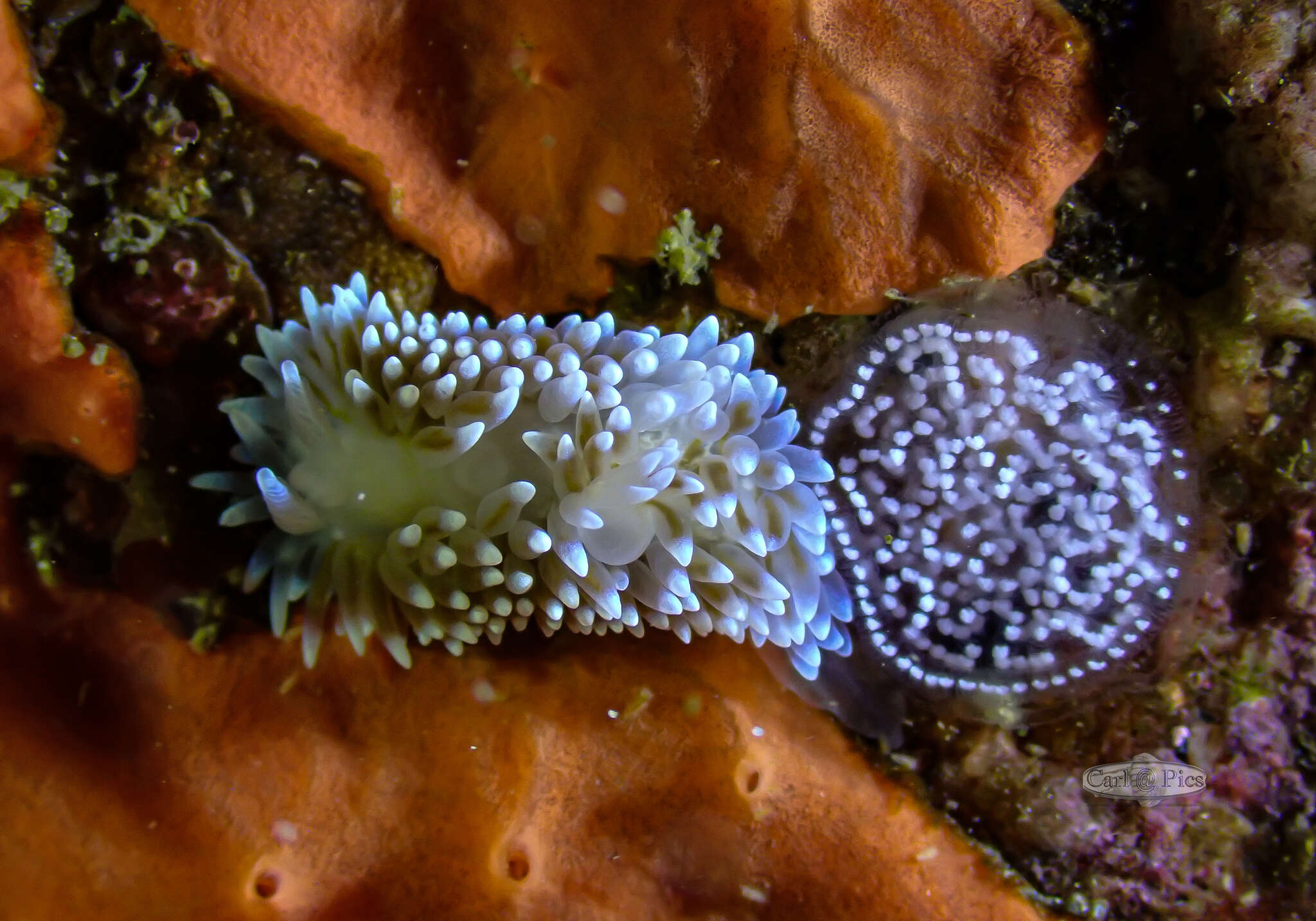 Image of Medallion silvertip nudibranch