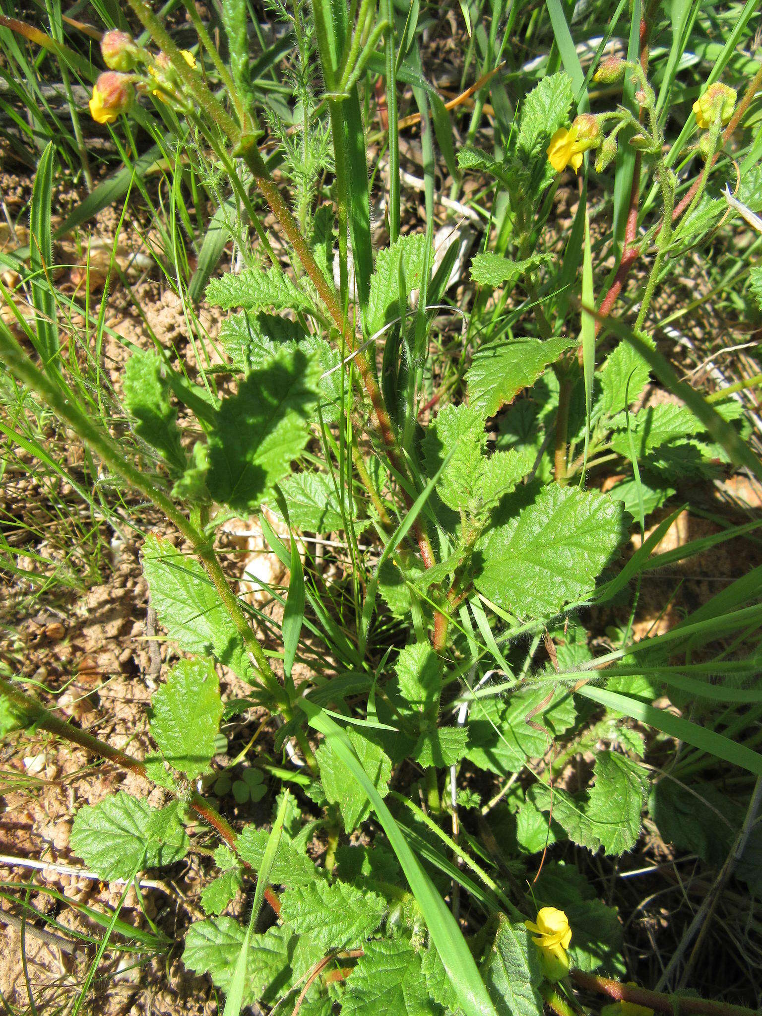 Image of Hermannia prismatocarpa E. Mey.