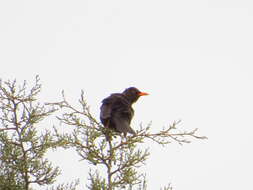 Turdus chiguanco d'Orbigny & Lafresnaye 1837 resmi