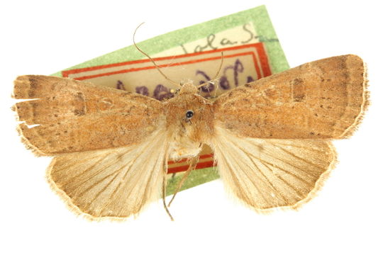 539.lnaus ccdb 20820 a11 1383672438 jpg.580x360