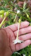 Nicotiana quadrivalvis var. wallacei (A. Gray) Mansf. resmi