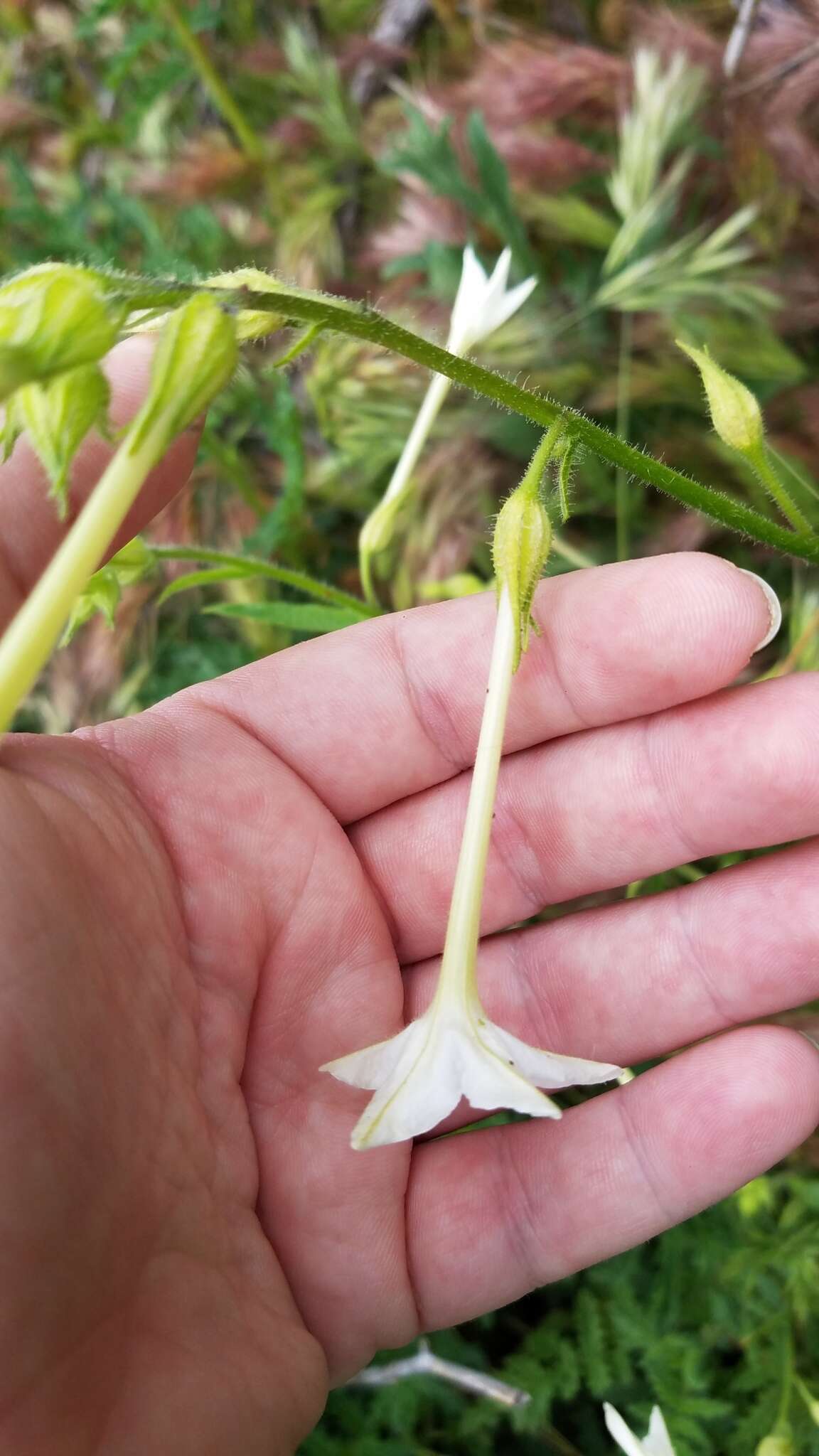 Imagem de Nicotiana quadrivalvis var. wallacei (A. Gray) Mansf.