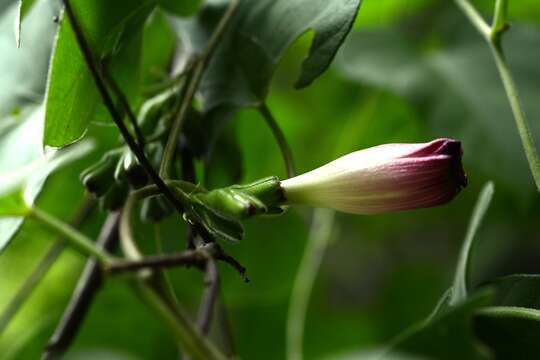 صورة <i>Ipomoea peteri</i>