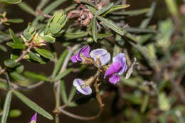 Glycine clandestina Wendl. resmi