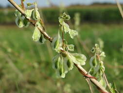 صورة Fallopia dumetorum (L.) J. Holub