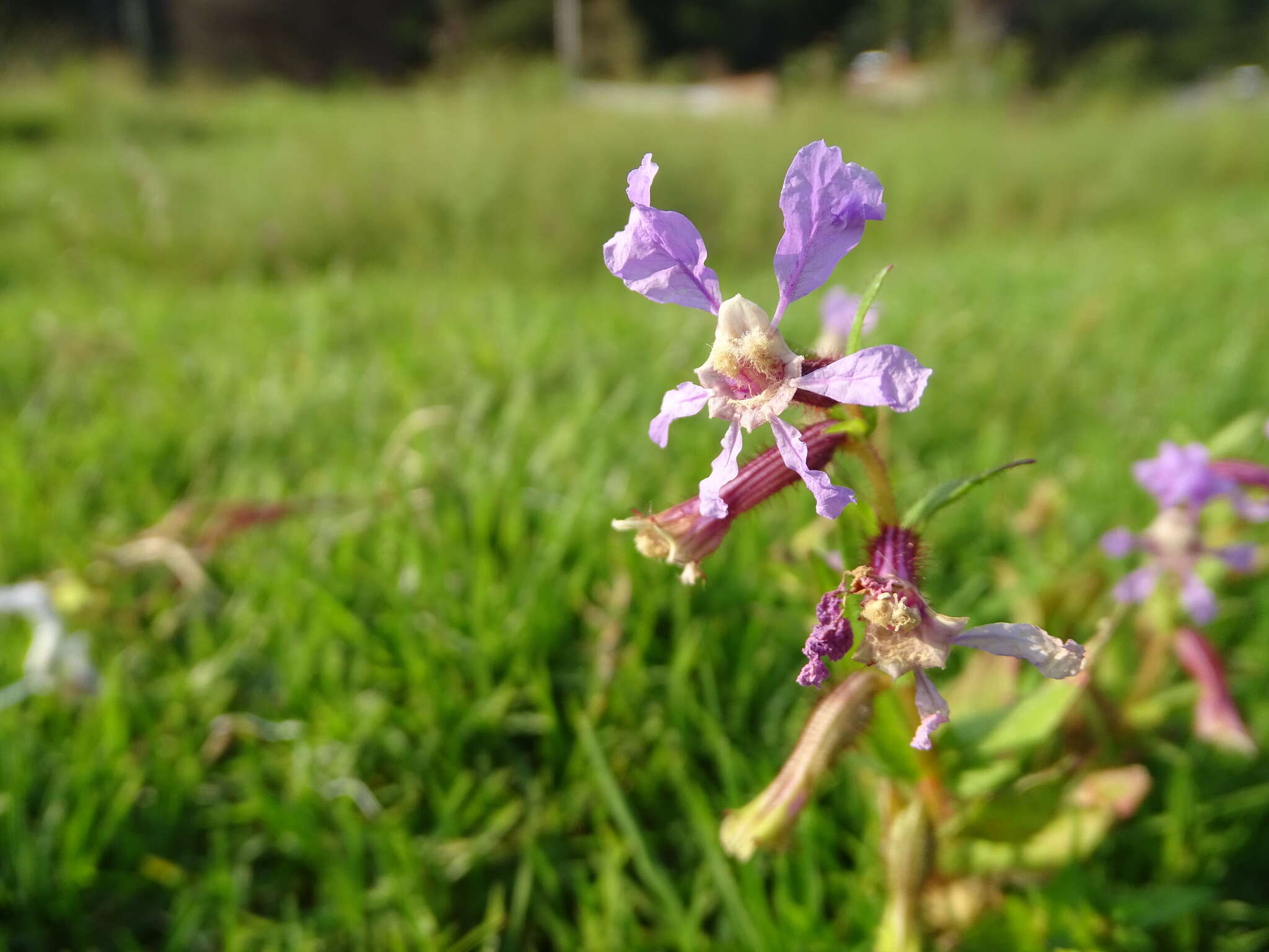 Image of creeping waxweed