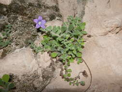 Image of Campanula mollis L.