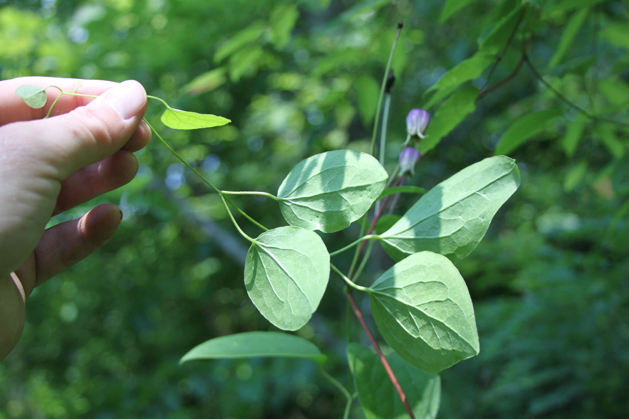 Image de Clematis reticulata Walt.