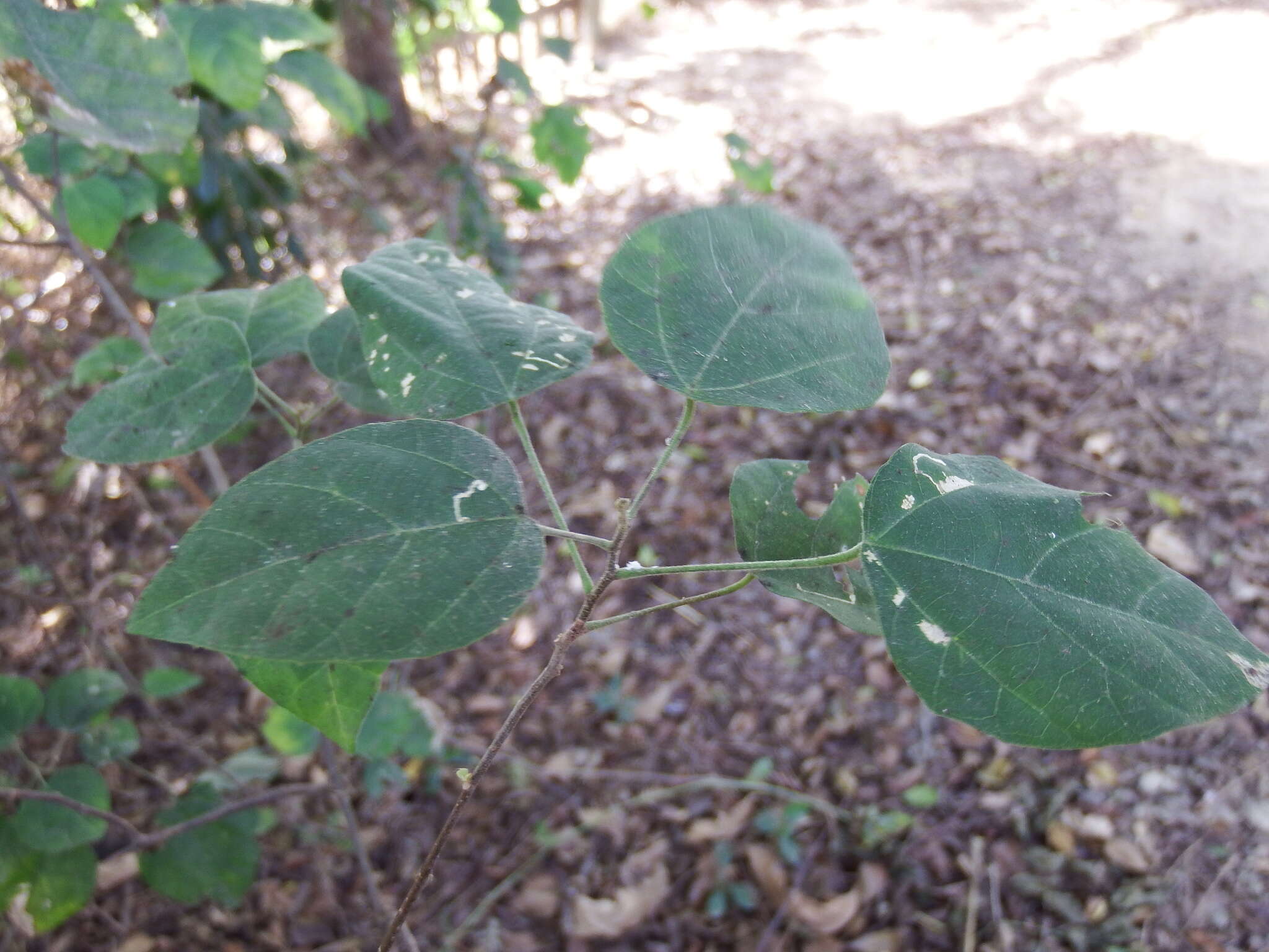 Image of climbing mallotus