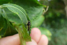 Image of Drab Wood Soldier Fly