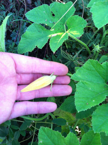 Cucurbita melopepo subsp. texana (Scheele) G. L. Nesom resmi