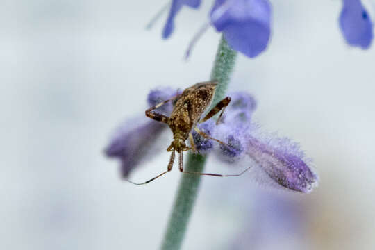 Image of Clouded plant bug