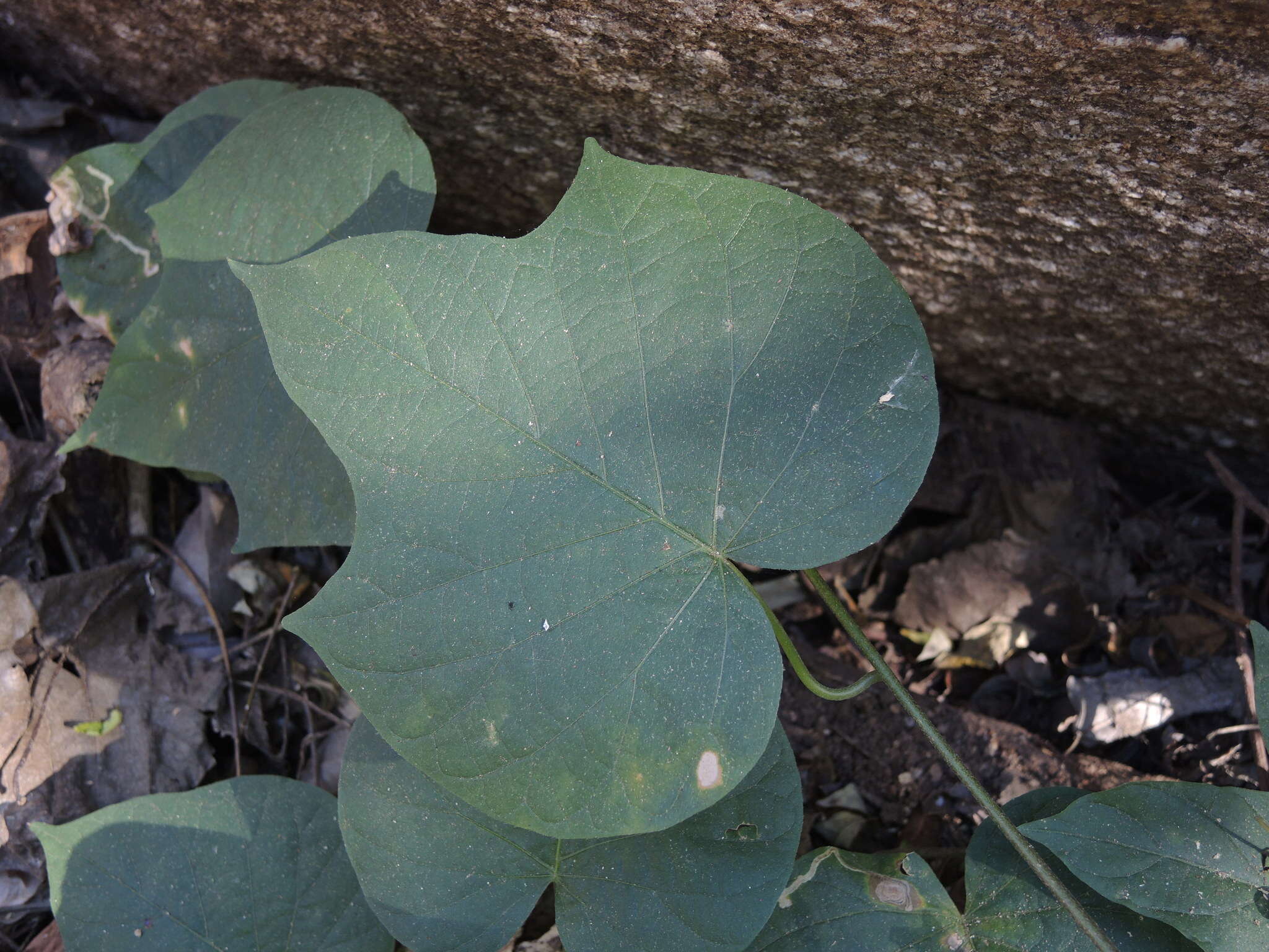 Plancia ëd Ipomoea ampullacea Fern.