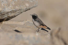 Image of Kurdish Wheatear