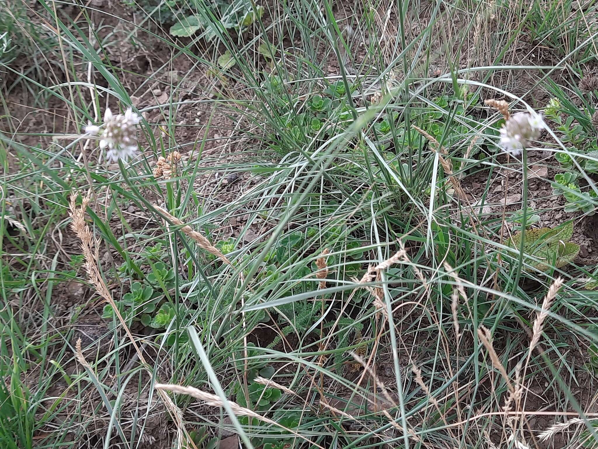 Image of Allium saxatile M. Bieb.