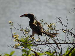 Image of African Grey Hornbill