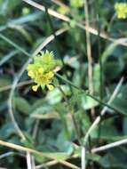 Imagem de Ivesia campestris (M. E. Jones) Rydb.