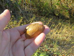 Image of Medionidus conradicus (I. Lea 1834)