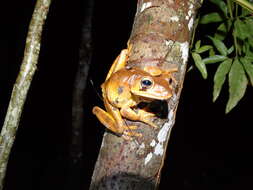 Image of Blacksmith tree frog