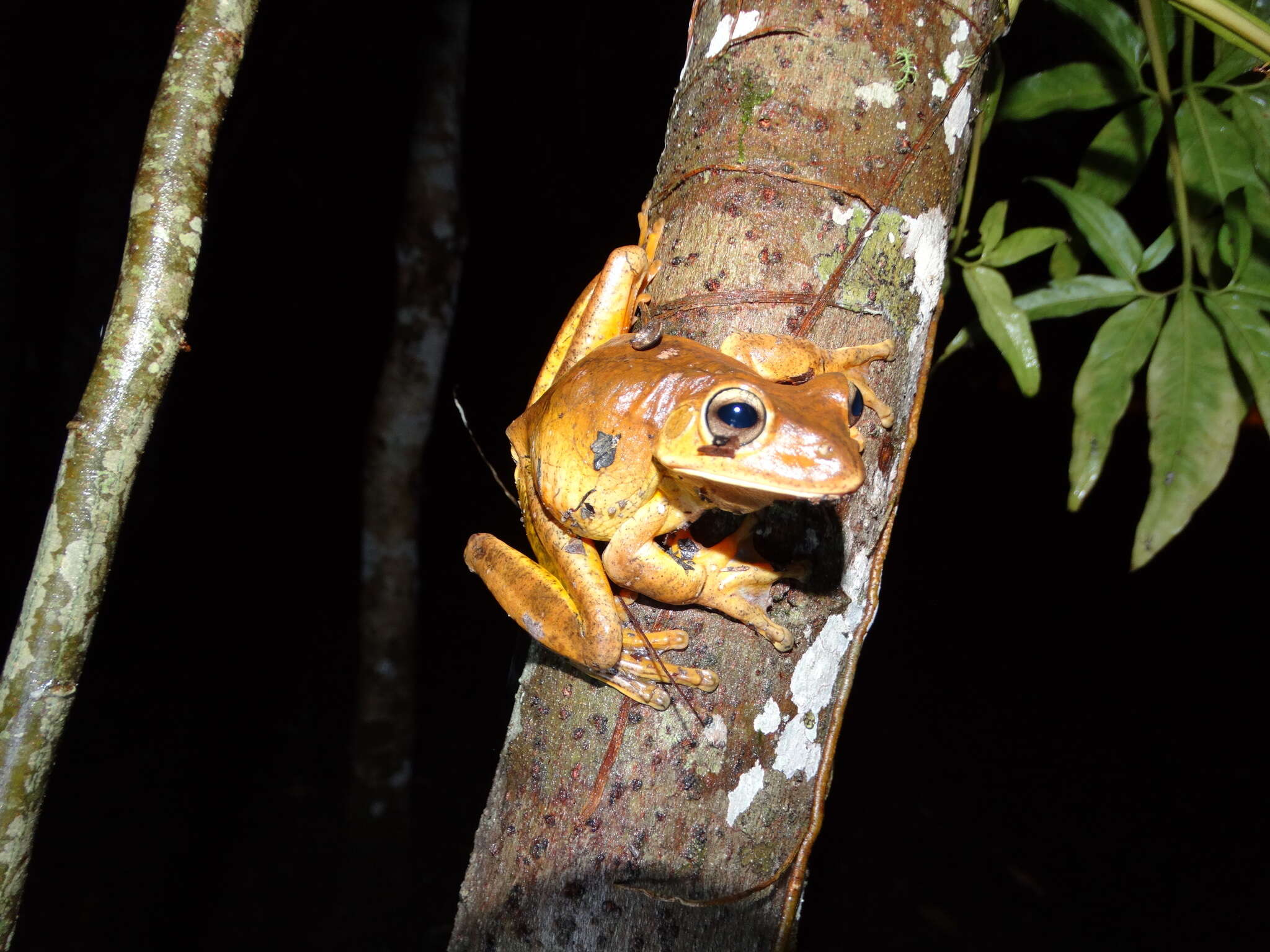 Image of Blacksmith tree frog