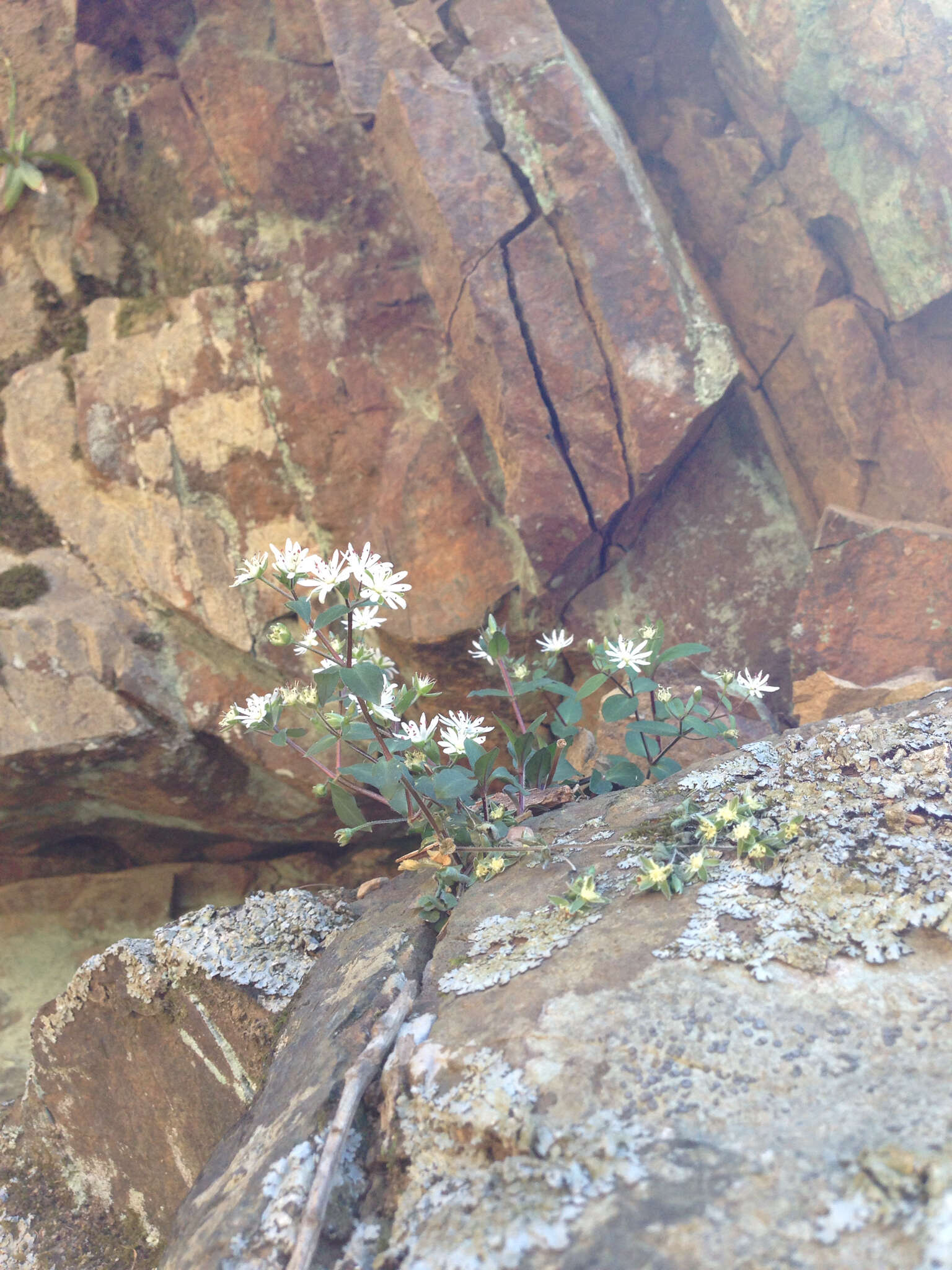 Image of star chickweed